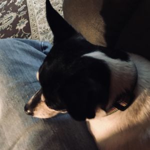 Meet your Posher, Willard